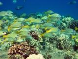 ko olina ocean adventures ko olina ocean adventures